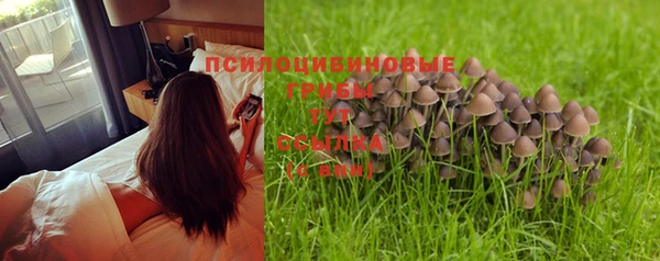 индика Алзамай